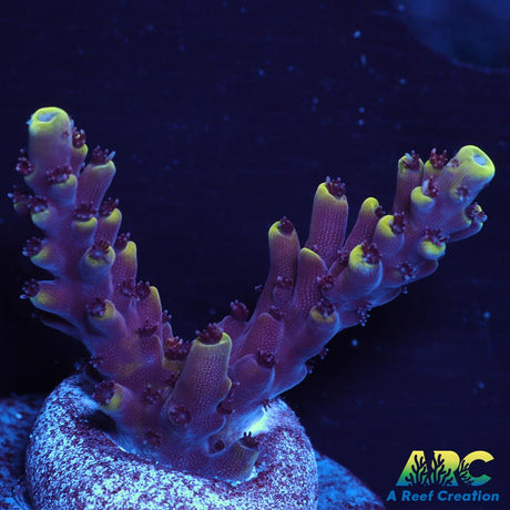 WWC Terra Red