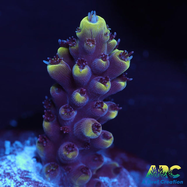 WWC Terra Red