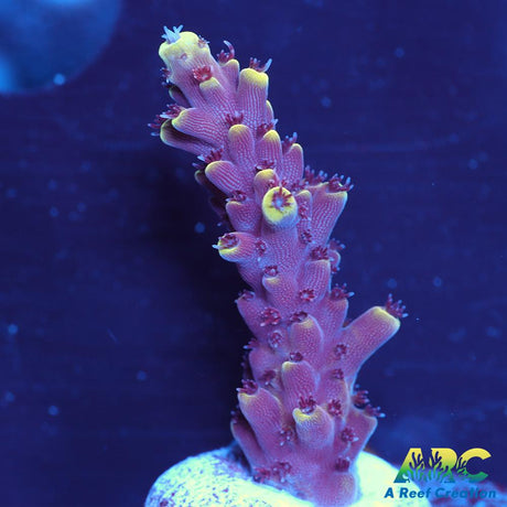 WWC Terra Red