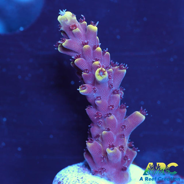 WWC Terra Red