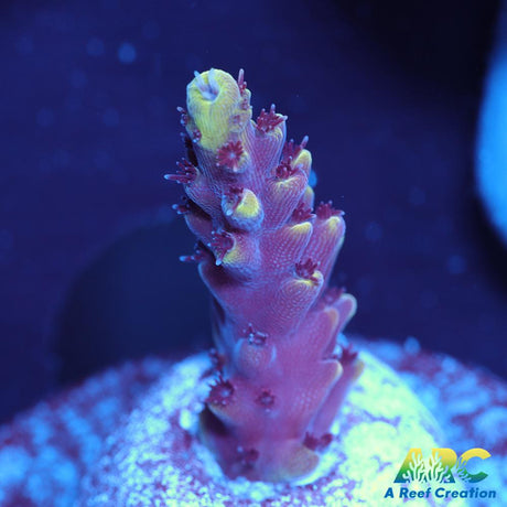 WWC Terra Red