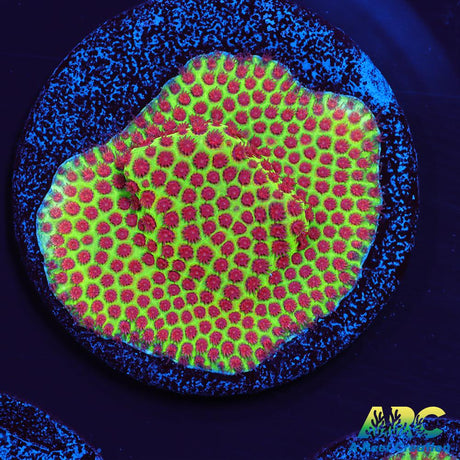 Grinch Porites