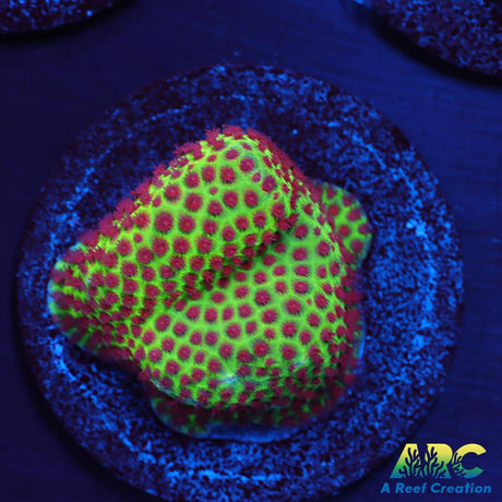 Grinch Porites