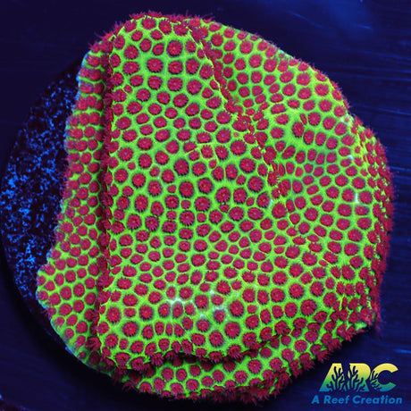 Grinch Porites