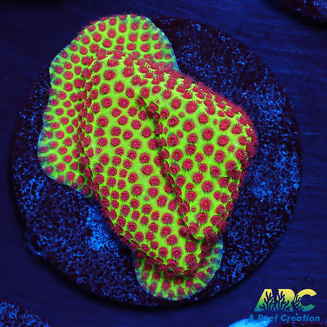 Grinch Porites