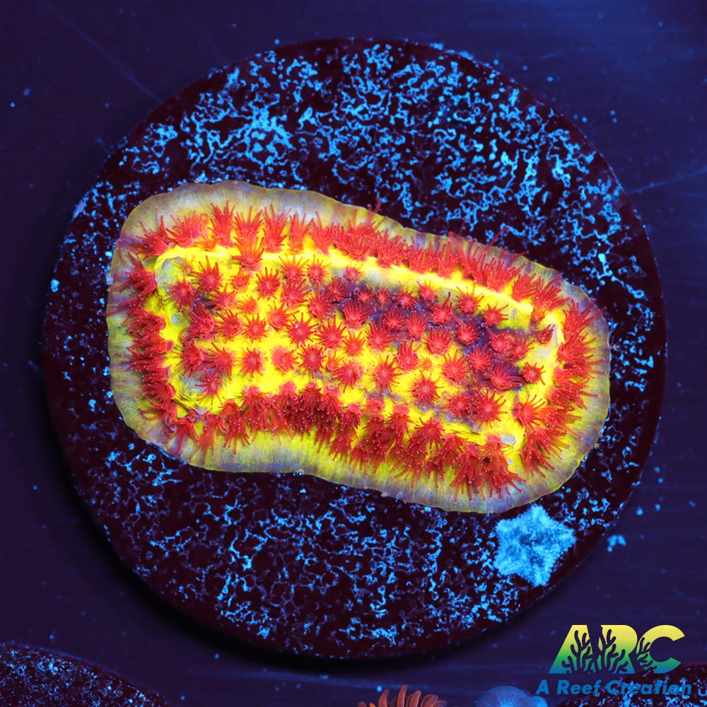 JF Burning Banana Stylo