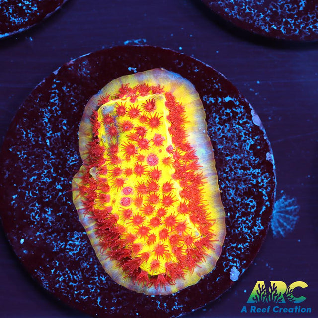 JF Burning Banana Stylo