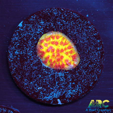 JF Burning Banana Stylo