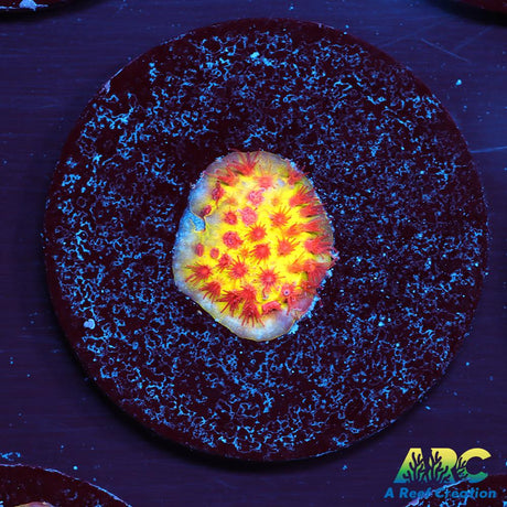 JF Burning Banana Stylo