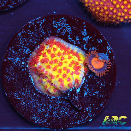 JF Burning Banana Stylo