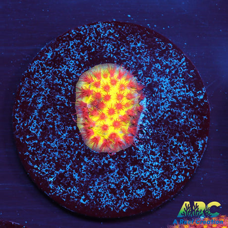 JF Burning Banana Stylo