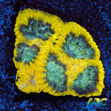 ARC Aquaman Favia