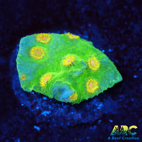 Reptar Cyphastrea