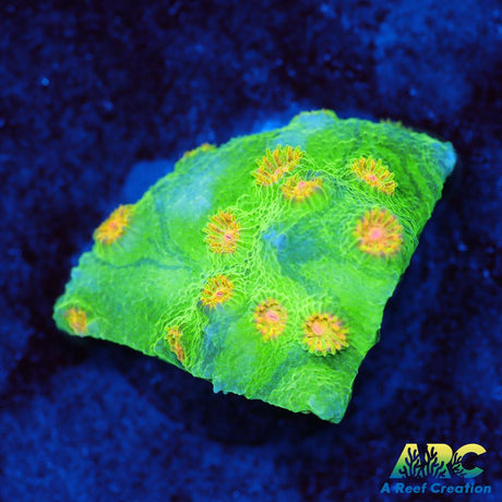 Reptar Cyphastrea
