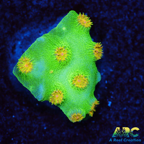 Reptar Cyphastrea