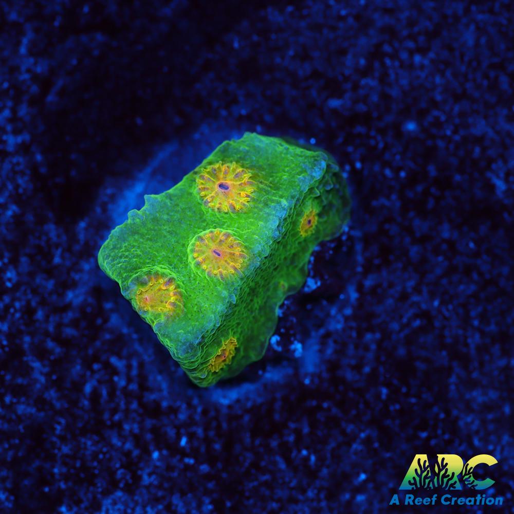 Reptar Cyphastrea
