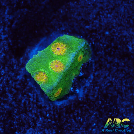 Reptar Cyphastrea