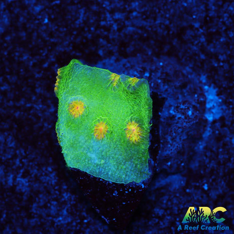 Reptar Cyphastrea
