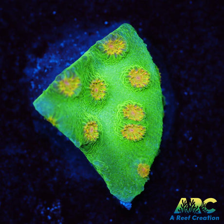 Reptar Cyphastrea