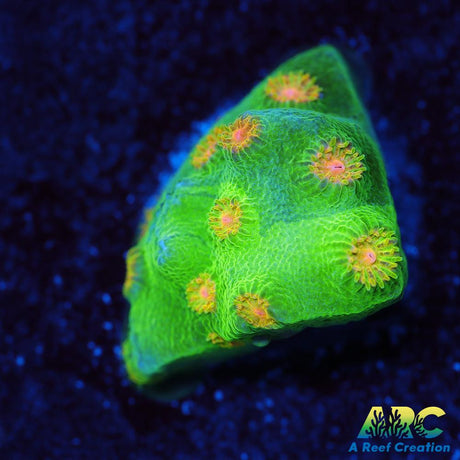 Reptar Cyphastrea