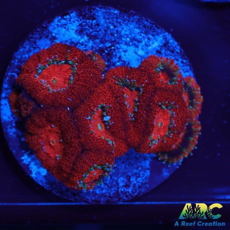 ARC Red Velvet Micromussa
