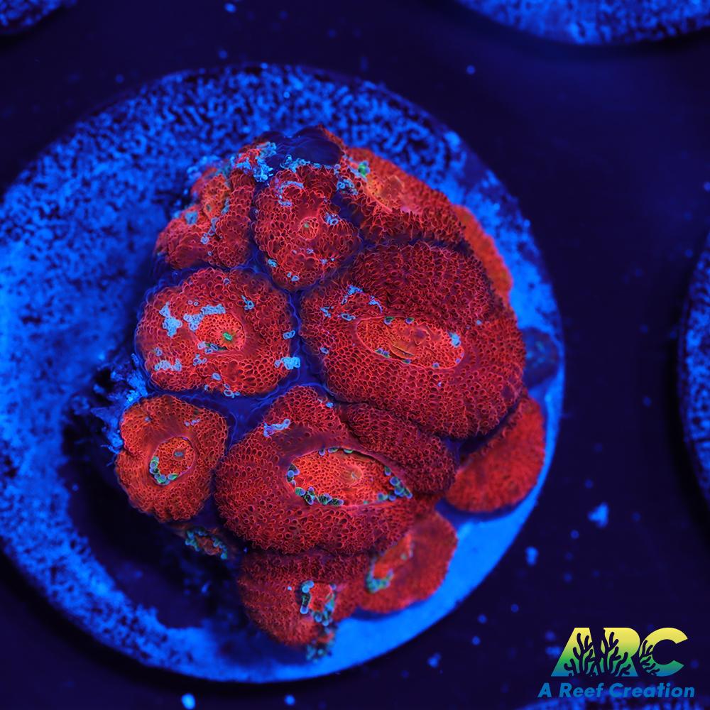 ARC Red Velvet Micromussa