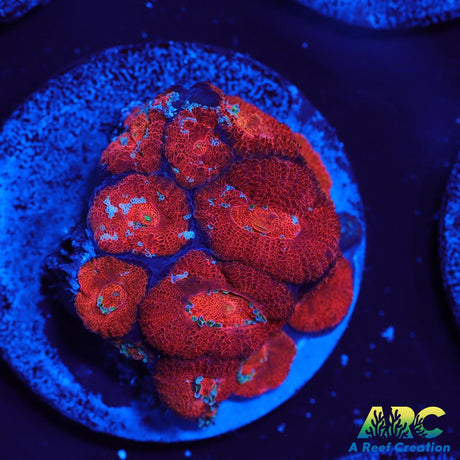 ARC Red Velvet Micromussa