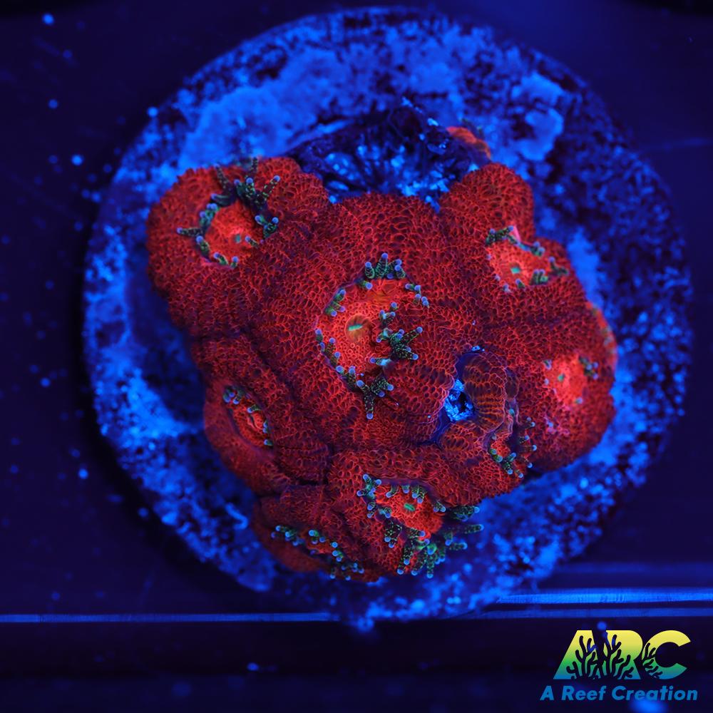 ARC Red Velvet Micromussa