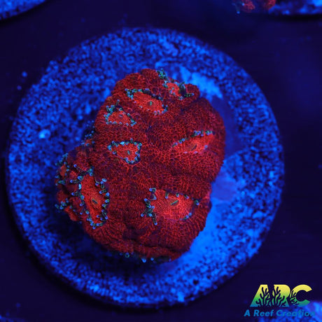 ARC Red Velvet Micromussa