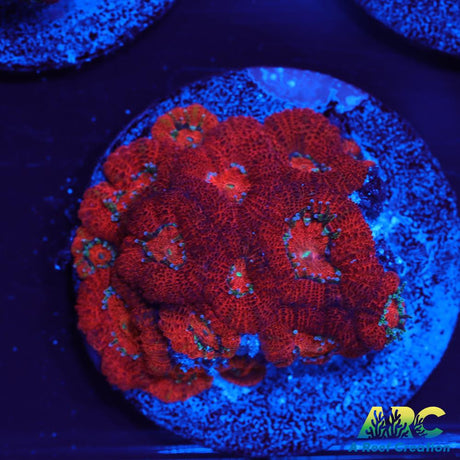 ARC Red Velvet Micromussa