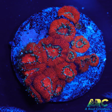 ARC Red Velvet Micromussa