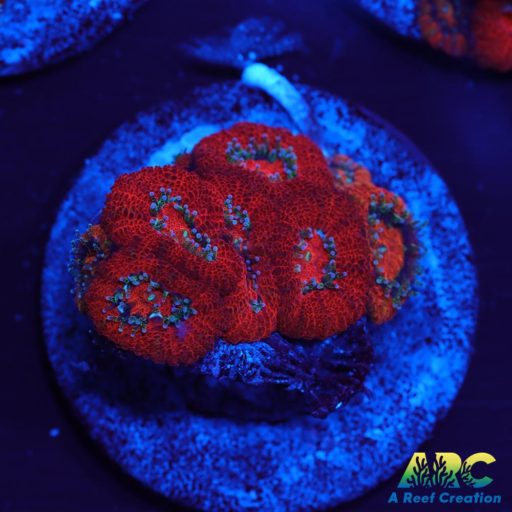 ARC Red Velvet Micromussa