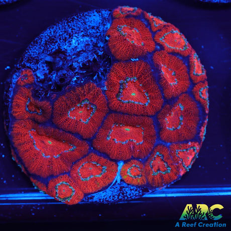 ARC Red Velvet Micromussa