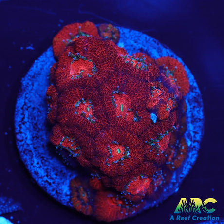 ARC Red Velvet Micromussa