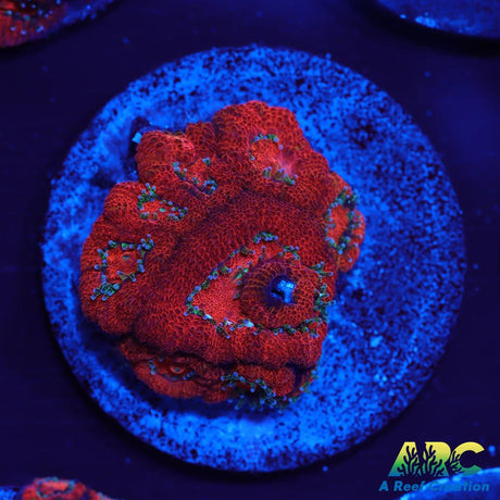 ARC Red Velvet Micromussa