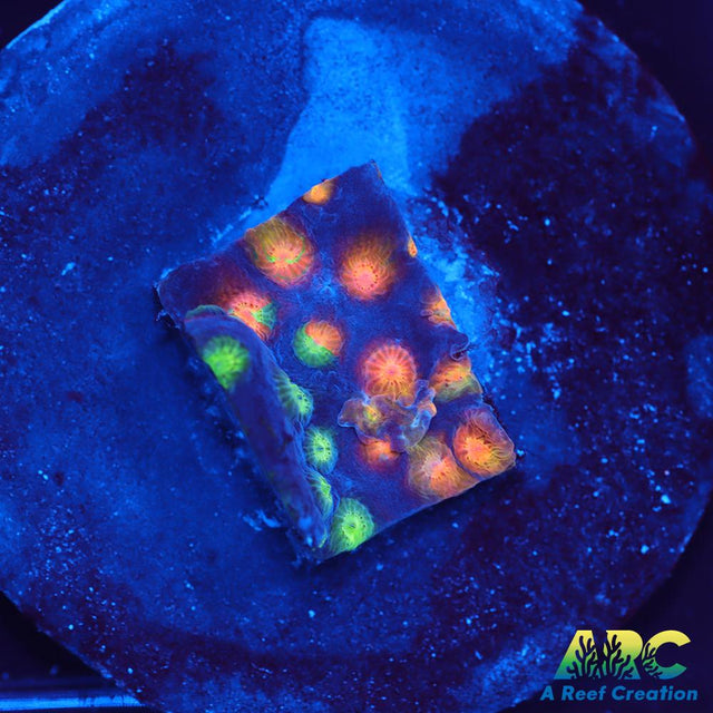 ARC Monet's Madness Cyphastrea