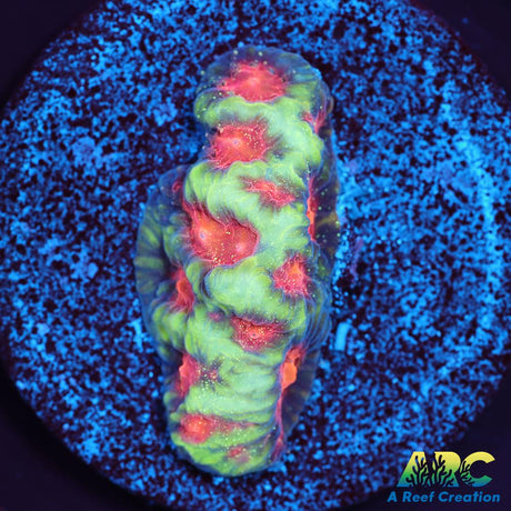 CC Space Cakes Favia