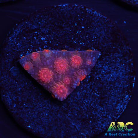 Red Brick Cyphastrea