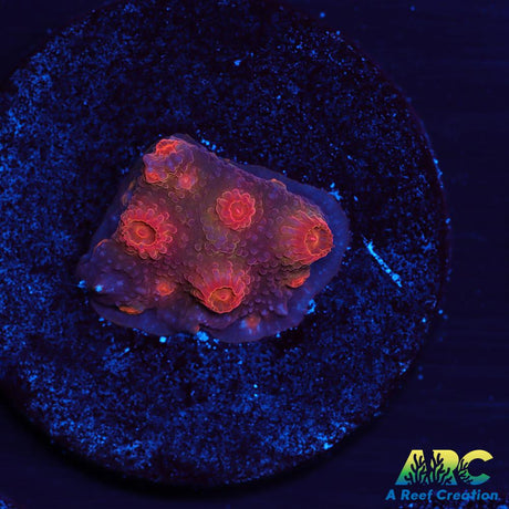 Red Brick Cyphastrea