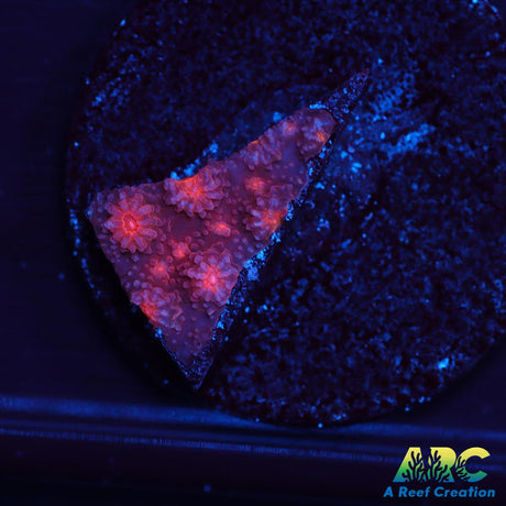 Red Brick Cyphastrea