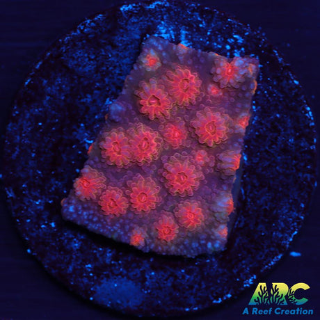 Red Brick Cyphastrea
