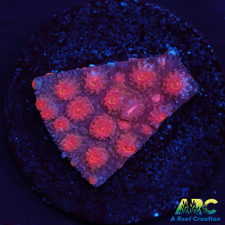 Red Brick Cyphastrea