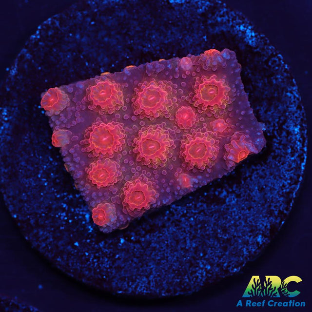 Red Brick Cyphastrea
