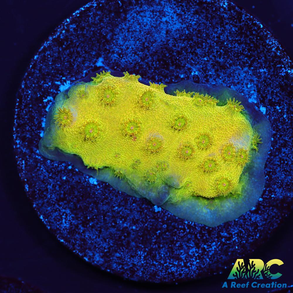 Neon Cyphastrea
