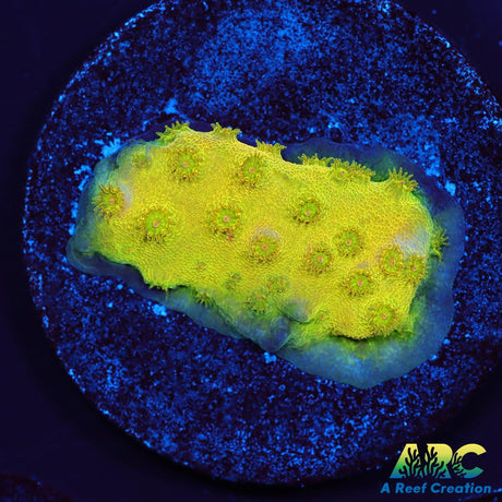Neon Cyphastrea