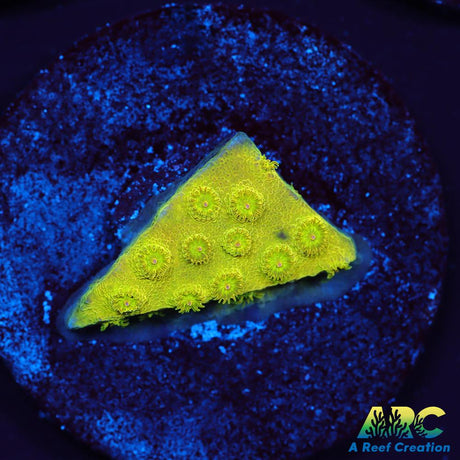 Neon Cyphastrea