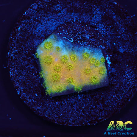 Neon Cyphastrea