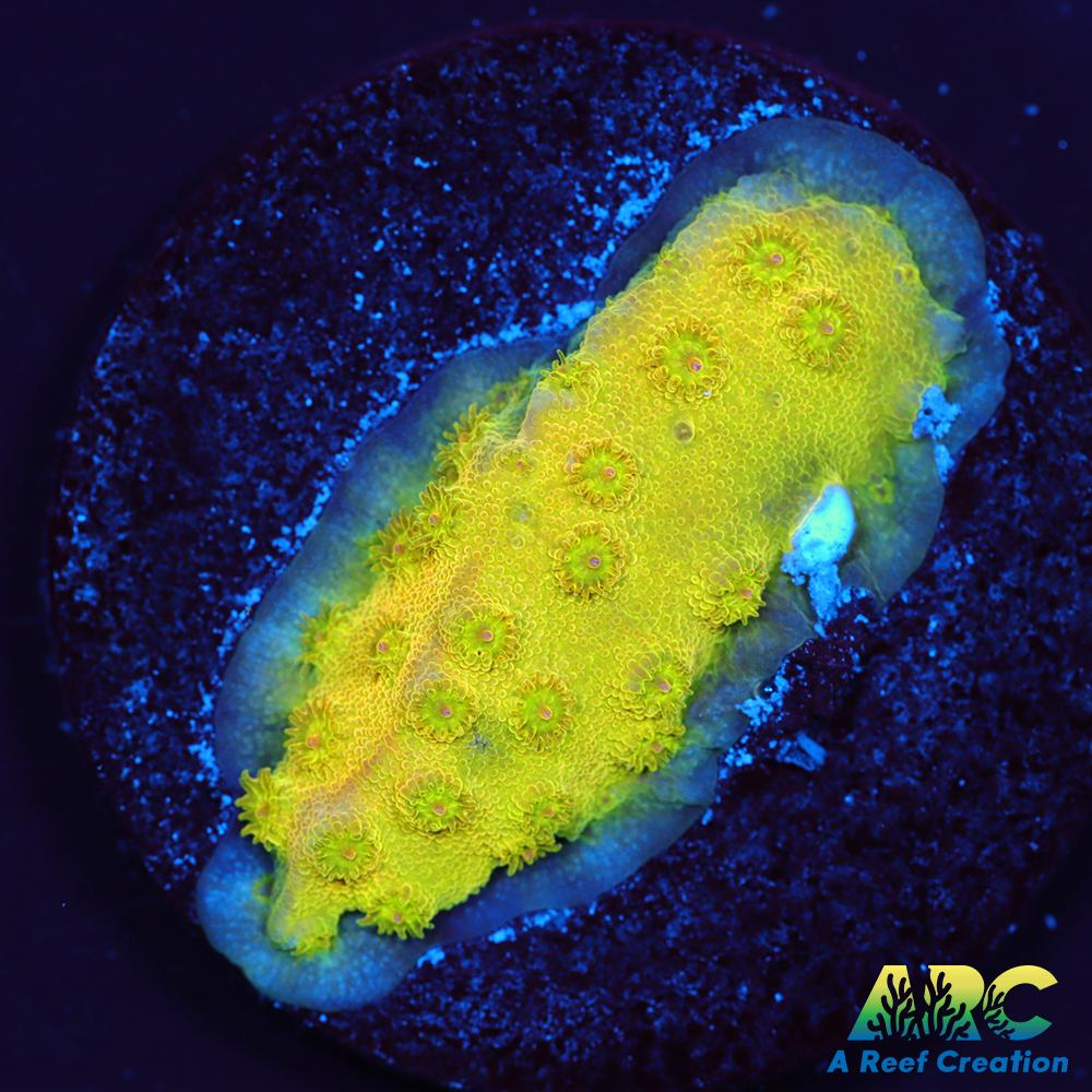 Neon Cyphastrea