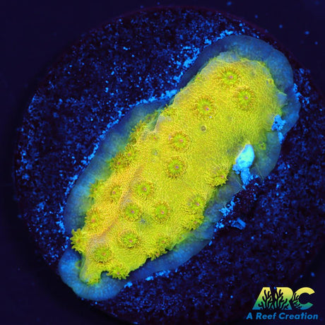 Neon Cyphastrea