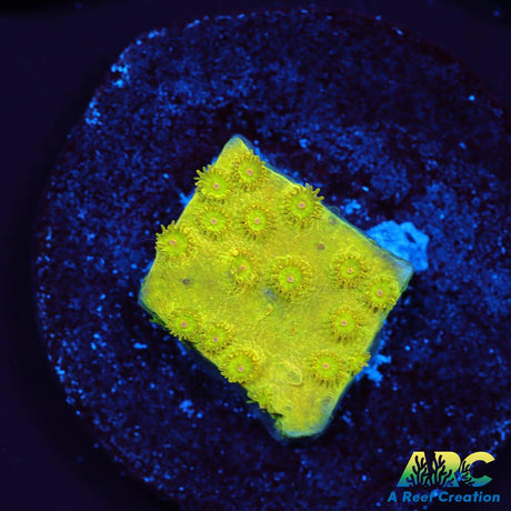 Neon Cyphastrea